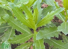 刺兒菜可以和雞蛋一起吃嗎?刺兒菜能炒雞蛋嗎? 刺兒菜可以和雞蛋一起吃嗎?刺兒菜能炒雞蛋嗎?