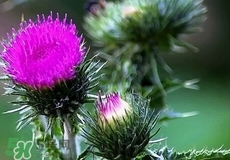 刺兒菜可以和雞蛋一起吃嗎?刺兒菜能炒雞蛋嗎? 刺兒菜可以和雞蛋一起吃嗎?刺兒菜能炒雞蛋嗎?