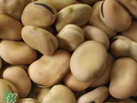 蠶豆長蟲還能吃嗎？蠶豆怎么保存不長蟲？