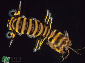 皮皮蝦吃公的還是母的？皮皮蝦公母哪個(gè)好吃？