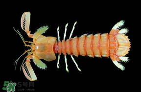 皮皮蝦吃公的還是母的？皮皮蝦公母哪個(gè)好吃？