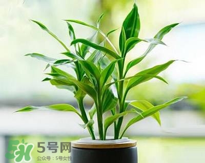 富貴竹可以和百合一起養(yǎng)嗎？富貴竹可以和什么花養(yǎng)？