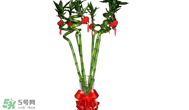 富貴竹可以和百合一起養(yǎng)嗎？富貴竹可以和什么花養(yǎng)？