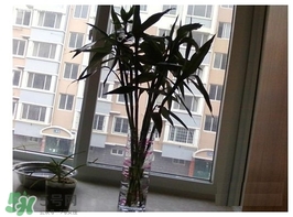 富貴竹葉子發(fā)黃怎么辦？富貴竹怎么養(yǎng)才能更旺盛？