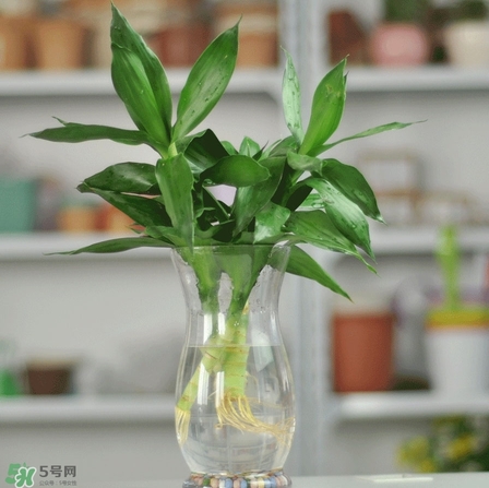 富貴竹有毒嗎？富貴竹有什么作用？