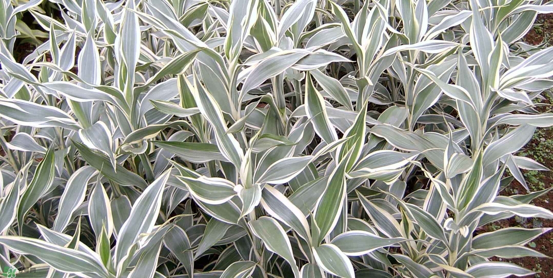 富貴竹有幾個(gè)品種？富貴竹有種子嗎？