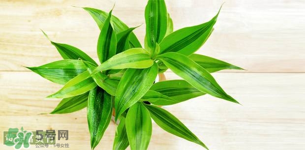 富貴竹可以和百合一起養(yǎng)嗎？富貴竹可以和什么花養(yǎng)？