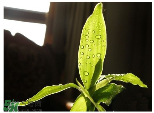 富貴竹葉子發(fā)黃怎么辦？富貴竹怎么養(yǎng)才能更旺盛？