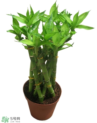 富貴竹有幾個(gè)品種？富貴竹有種子嗎？