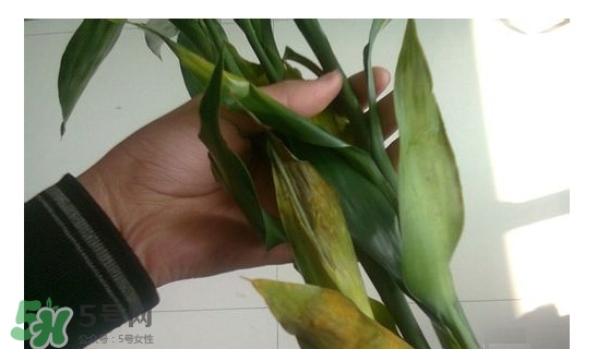 富貴竹葉子發(fā)黃怎么辦？富貴竹怎么養(yǎng)才能更旺盛？