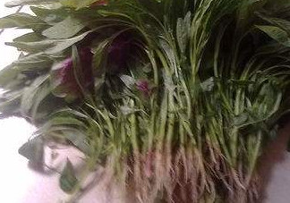 汗菜怎么摘？汗菜怎么擇