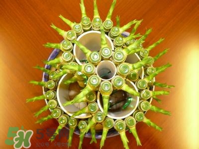 富貴竹有幾個(gè)品種？富貴竹有種子嗎？