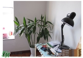 富貴竹葉子發(fā)黃怎么辦？富貴竹怎么養(yǎng)才能更旺盛？