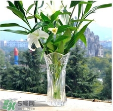 富貴竹有幾個(gè)品種？富貴竹有種子嗎？