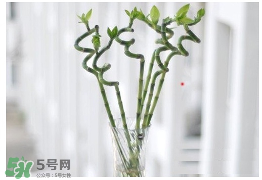 富貴竹葉子發(fā)黃怎么辦？富貴竹怎么養(yǎng)才能更旺盛？