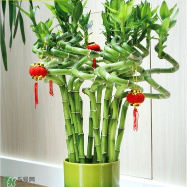 富貴竹有毒嗎？富貴竹有什么作用？