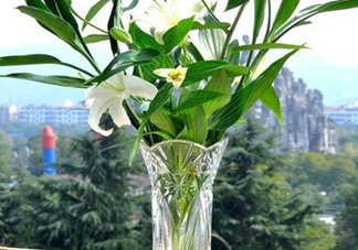 富貴竹有幾個品種？富貴竹有種子嗎？