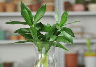 富貴竹有毒嗎？富貴竹有什么作用？