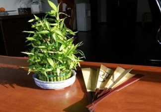 富貴竹葉子發(fā)黃怎么辦？富貴竹怎么養(yǎng)才能更旺盛？