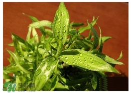 富貴竹葉子發(fā)黃怎么辦？富貴竹怎么養(yǎng)才能更旺盛？