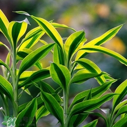 富貴竹有幾個(gè)品種？富貴竹有種子嗎？