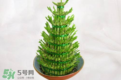 富貴竹可以和百合一起養(yǎng)嗎？富貴竹可以和什么花養(yǎng)？