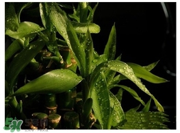 富貴竹葉子發(fā)黃怎么辦？富貴竹怎么養(yǎng)才能更旺盛？