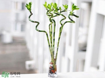 富貴竹有毒嗎？富貴竹有什么作用？