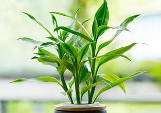 富貴竹可以和百合一起養(yǎng)嗎？富貴竹可以和什么花養(yǎng)？