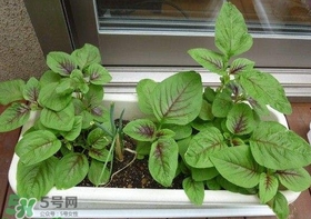 莧菜怎么種？莧菜如何種植