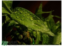 富貴竹葉子發(fā)黃怎么辦？富貴竹怎么養(yǎng)才能更旺盛？