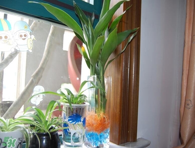 富貴竹有毒嗎？富貴竹有什么作用？