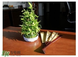 富貴竹葉子發(fā)黃怎么辦？富貴竹怎么養(yǎng)才能更旺盛？