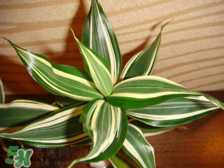 富貴竹有幾個(gè)品種？富貴竹有種子嗎？