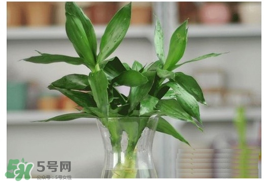 富貴竹葉子發(fā)黃怎么辦？富貴竹怎么養(yǎng)才能更旺盛？