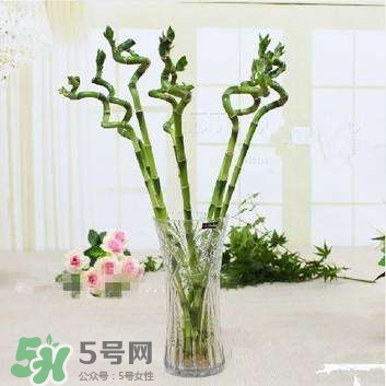 富貴竹有幾個(gè)品種？富貴竹有種子嗎？