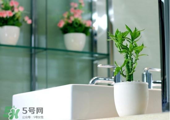 富貴竹有毒嗎？富貴竹有什么作用？