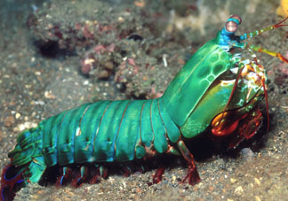 ?皮皮蝦發(fā)綠能吃嗎？?皮皮蝦變綠了還能吃嗎？