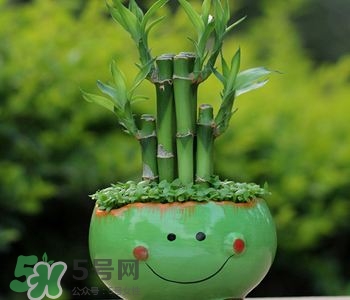 富貴竹可以和百合一起養(yǎng)嗎？富貴竹可以和什么花養(yǎng)？