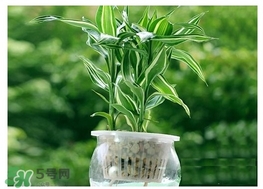 富貴竹葉子發(fā)黃怎么辦？富貴竹怎么養(yǎng)才能更旺盛？