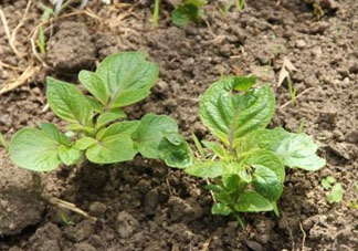 谷雨能種土豆嗎？谷雨前后能種土豆嗎？