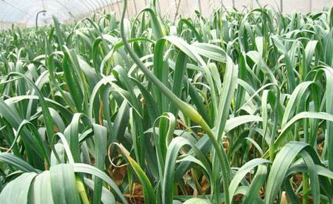 蒜苔如何采摘？蒜苔的采摘技術(shù)