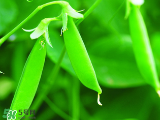 荷蘭豆能生吃嗎？荷蘭豆生的可以吃嗎？