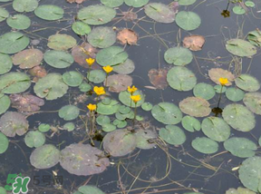 莼菜不能和什么一起吃？莼菜和什么相克？