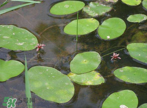 莼菜不能和什么一起吃？莼菜和什么相克？