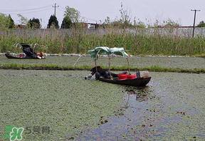 莼菜不能和什么一起吃？莼菜和什么相克？
