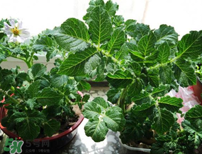 谷雨能種土豆嗎？谷雨前后能種土豆嗎？