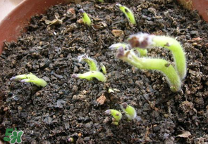 谷雨能種土豆嗎？谷雨前后能種土豆嗎？