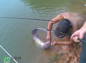 谷雨好釣魚嗎？谷雨釣魚用什么餌料？