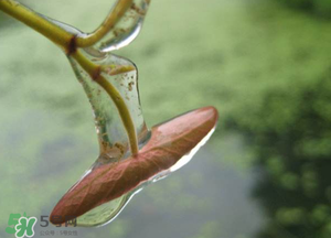 莼菜怎么洗？買來的莼菜怎么洗？